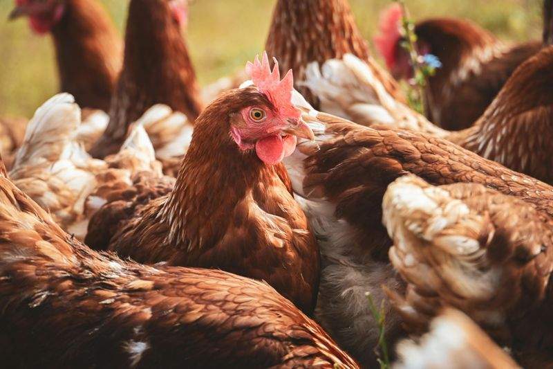 春の出荷に向けた飼育管理のポイント