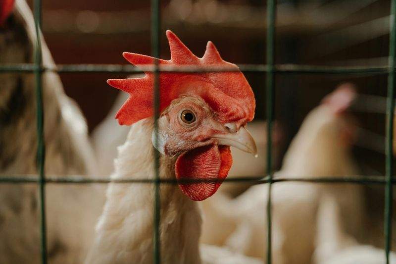 飼育から出荷までの情報連携を整え、現場の判断を早くした事例